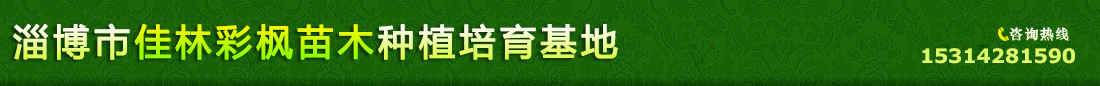 山东淄博耀彩彩枫培育基地